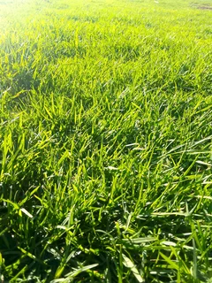 Roll on lawn Lm Berea grass