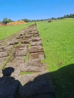 Roll on lawn Lm Berea grass