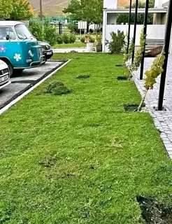 Roll on lawn Lm Berea grass