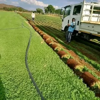 Roll on lawn Lm Berea grass