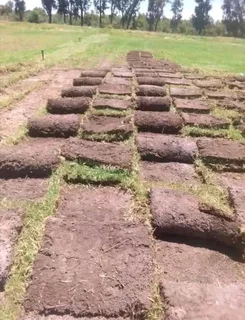 Roll on lawn Lm Berea grass