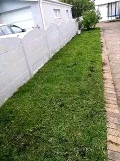 Supply and installa Lm Berea grass