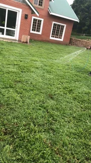 Roll on lawn Lm Berea grass