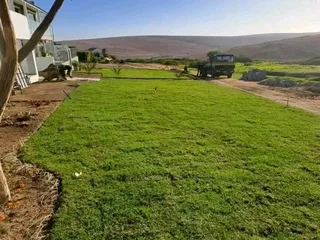 Roll on lawn Lm Berea grass