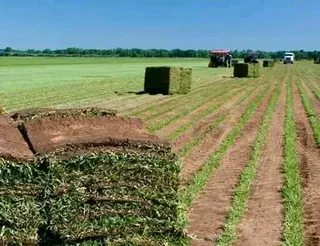 Cynadone grass /) Kikuyu grass and Lm Berea grass weed free