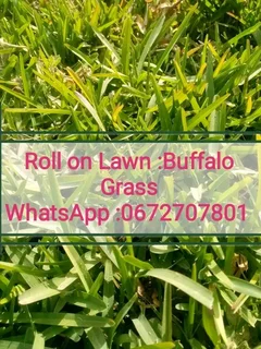 Cynadone grass /) Kikuyu grass and Lm Berea grass weed free