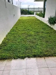 Roll on lawn Kikuyu grass