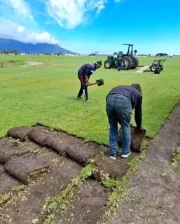 Supply and installa buffalo grass