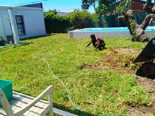 Supply and installa buffalo grass