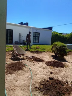 Supply and installa buffalo grass