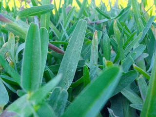 Supply and installa buffalo grass