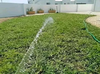 Supply and installa buffalo grass