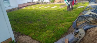 Supply and installa buffalo grass