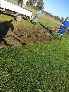 LM Berea grass and buffalo grass