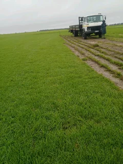 LM Berea grass and buffalo grass