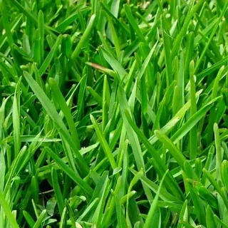 We do supply and installa call type of national green grass