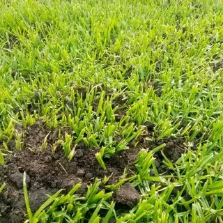 Roll on lawn Kikuyu and Cynadone grass