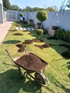 fresh and green grass