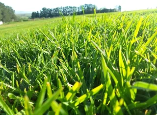 Professionals With Immense Experience In Installation & Laying National Grass