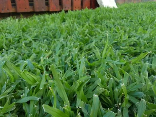 PROFESSIONALS WITH IMMENSE EXPERIENCE IN INSTALLATION &amp; LAYING NATIONAL GRASS