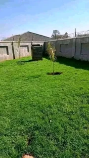 Delivery and installa buffalo grass