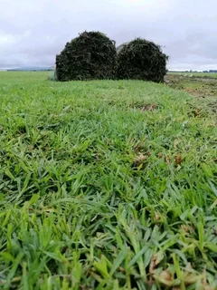 Delivery and installa buffalo grass