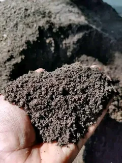 Delivery and installa buffalo grass