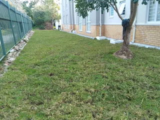 Roll on lawn Lm Berea grass