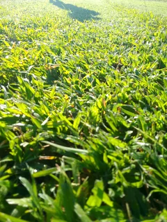 Delivery and installa Cyndone grass and Lm Berea grass