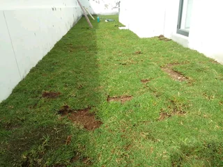 Roll on lawn Kikuyu grass