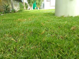 Roll on lawn Kikuyu grass