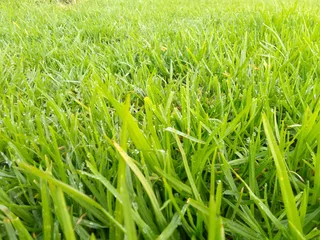 Green and fresh grass