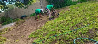 Roll on lawn Kikuyu grass