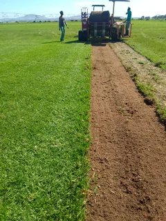 Roll on lawn Lm Berea grass