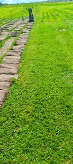 Roll on lawn Cynadone grass and Lm Berea grass