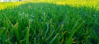 Roll on lawn Cynadone grass and Lm Berea grass