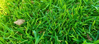 Roll on lawn Cynadone grass and Lm Berea grass