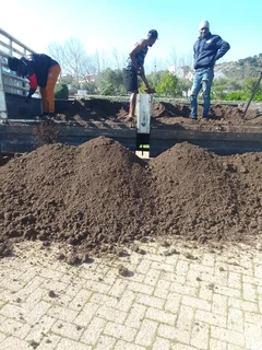 Roll on lawn Cynadone grass and Lm Berea grass