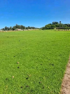 Roll on lawn Cynadone grass and Lm Berea grass