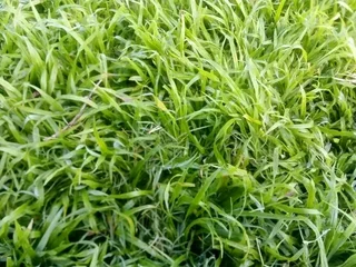 Roll on lawn Cynadone grass and Lm Berea grass