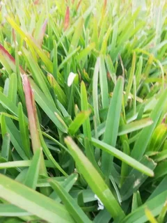 Professionals With Immense Experience In Installation & Laying National Grass