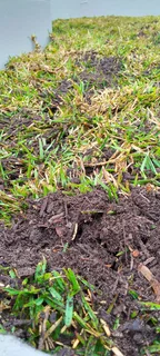 PROFESSIONALS WITH IMMENSE EXPERIENCE IN INSTALLATION &amp; LAYING NATIONAL GRASS