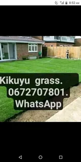 Roll on lawn Kikuyu grass and buffalo grass weed free
