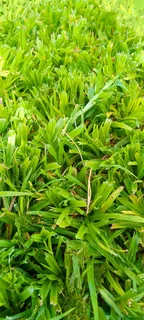 Roll on lawn Kikuyu grass and buffalo grass weed free