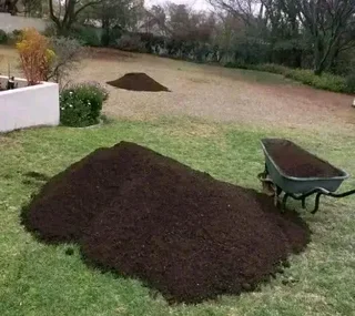 Roll on lawn Kikuyu grass and buffalo grass weed free