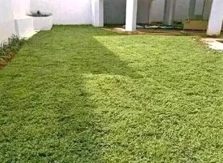 Roll on lawn Kikuyu grass and buffalo grass weed free