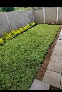 Roll on lawn Cynadone grass