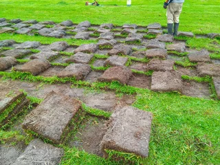 Roll on lawn Cynadone grass