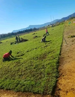 Roll on lawn Cynadone grass