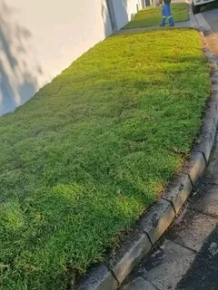 Roll on lawn Cynadone grass